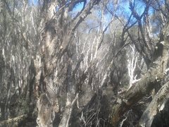 Melaleuca rhaphiophylla