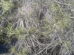 Melaleuca rhaphiophylla
