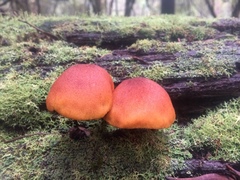Gymnopilus allantopus
