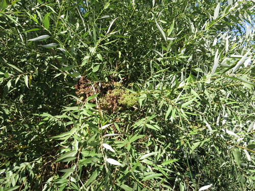common Middle East willow (Salix acmophylla)