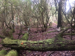 Gymnopilus allantopus