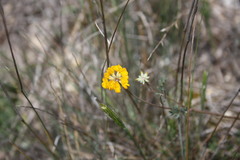Coronilla juncea