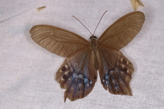 Pierella hyalinus
