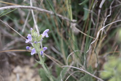 Salvia verbenaca