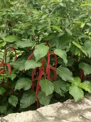 Acalypha hispida