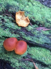 Gymnopilus allantopus