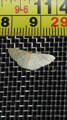 Pleuroprucha
