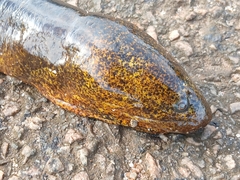 Marbled Swamp Eel photo 4