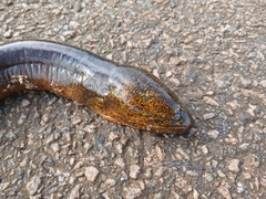 Marbled Swamp Eel photo 5