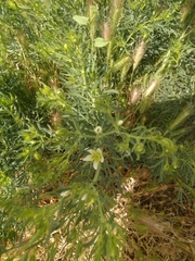 Nitrariaceae