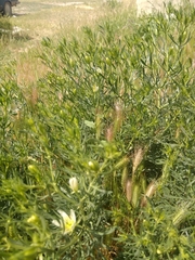 Nitrariaceae