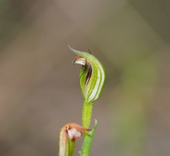 Pterostylis clivosa