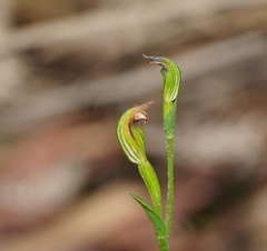 Pterostylis clivosa
