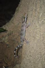 Cyrtodactylus intermedius