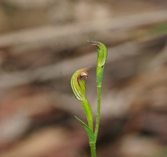 Pterostylis clivosa