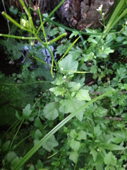 Cardamine breweri