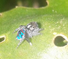 Maratus speciosus