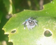 Maratus speciosus