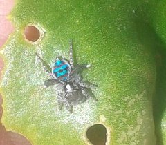 Maratus speciosus