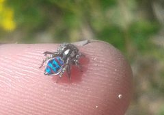 Maratus speciosus
