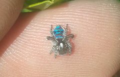 Maratus speciosus