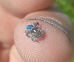 Maratus speciosus