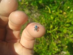 Maratus speciosus