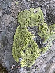 Rhizocarpon geographicum