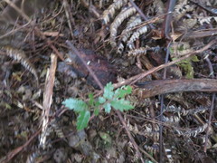 Alectryon excelsus excelsus