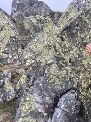 Rhizocarpon geographicum
