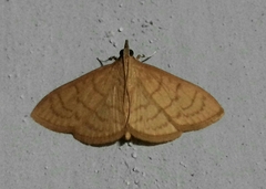 Ecpyrrhorrhoe puralis