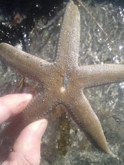 Archaster angulatus