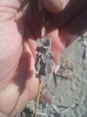 Adeonellopsis