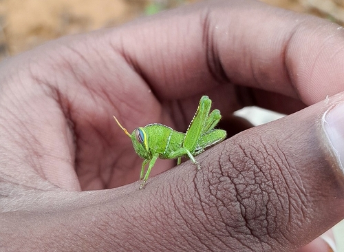 Sahelian tree locust