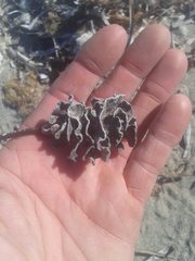 Adeonellopsis