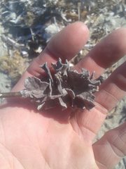 Adeonellopsis