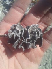 Adeonellopsis