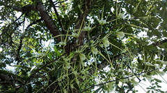 Brassia verrucosa