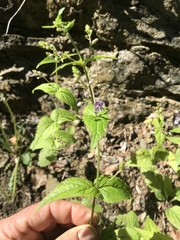 Veronica urticifolia