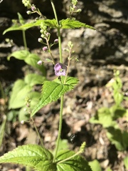 Veronica urticifolia
