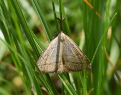 Polypogon tentacularia
