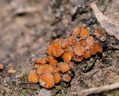 Anthracobia muelleri