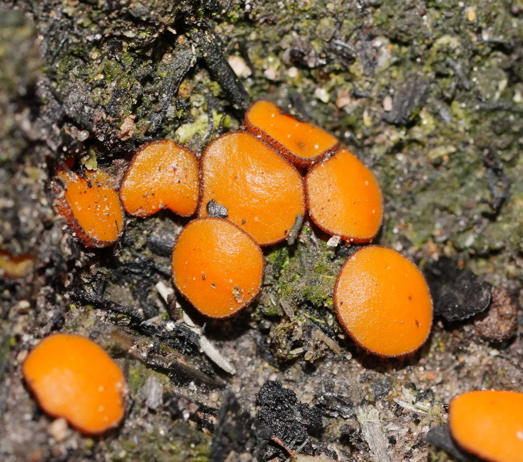 Anthracobia muelleri