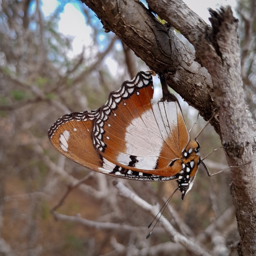 Danaid Eggfly