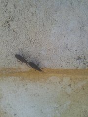 Hyocephalus aprugnus