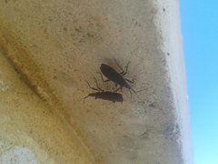 Hyocephalus aprugnus