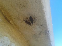 Hyocephalus aprugnus