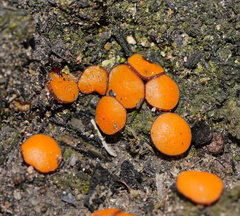 Anthracobia muelleri