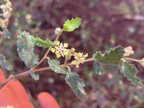 Androcalva luteiflora, photograph 4