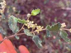 Androcalva luteiflora, photograph Tyler Anthony, CC BY, iNaturalist via GBIF